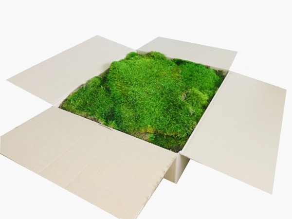 Preserved Swedish Flat Moss/ Forest Moss Light Green XL Bulk Box